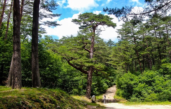 ⑥(참고)금강소나무숲길.jpg